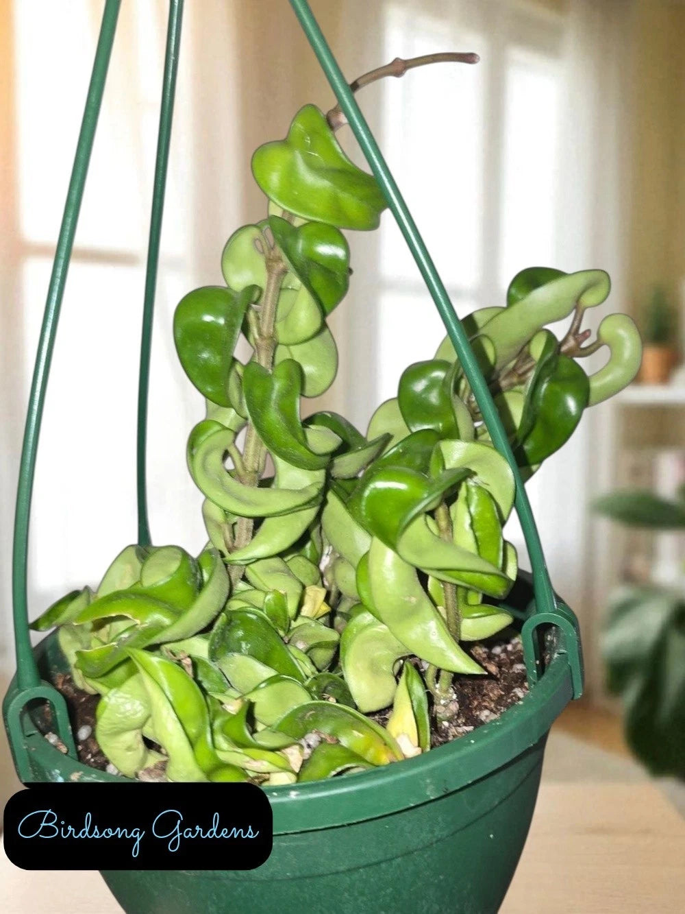 Hindu Rope Plant 6" Hanging Pot Hoya Carnosa Compacta Rooted Indoor Houseplant