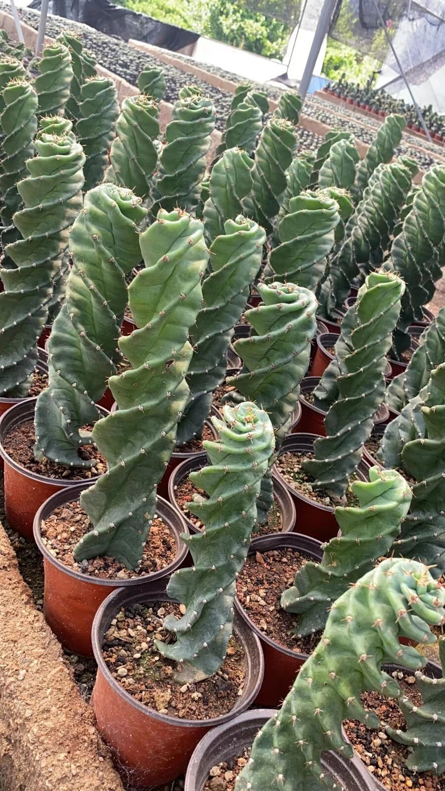 Cereus Forbesii Spiral Cactus Live Plant - Rare 8 Inch Green Cactus for Indoor/Outdoor Garden - Drought-Resistant Cactus