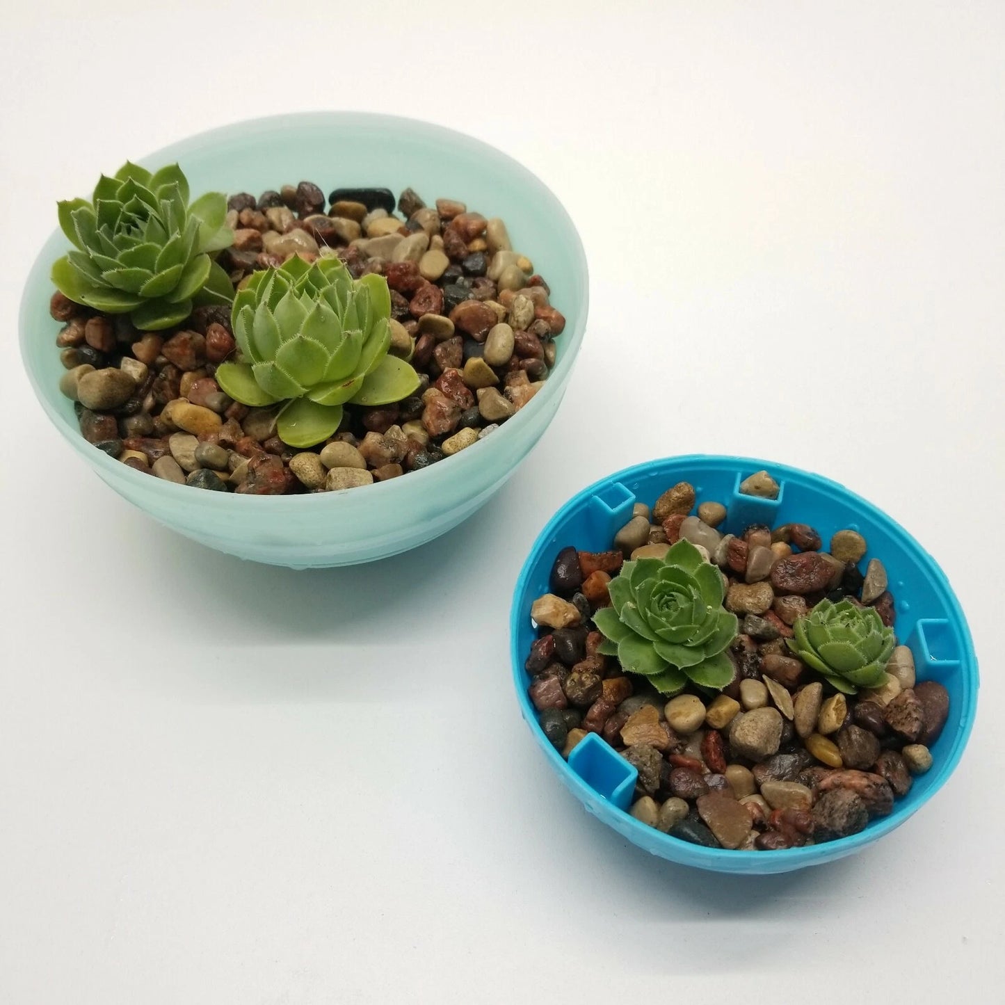 Echeveria Succulents Cuttings 0.75"-2" Indoor Outdoor Planting Pots - Echeveria spp. - Hardy Succulent Garden Decor