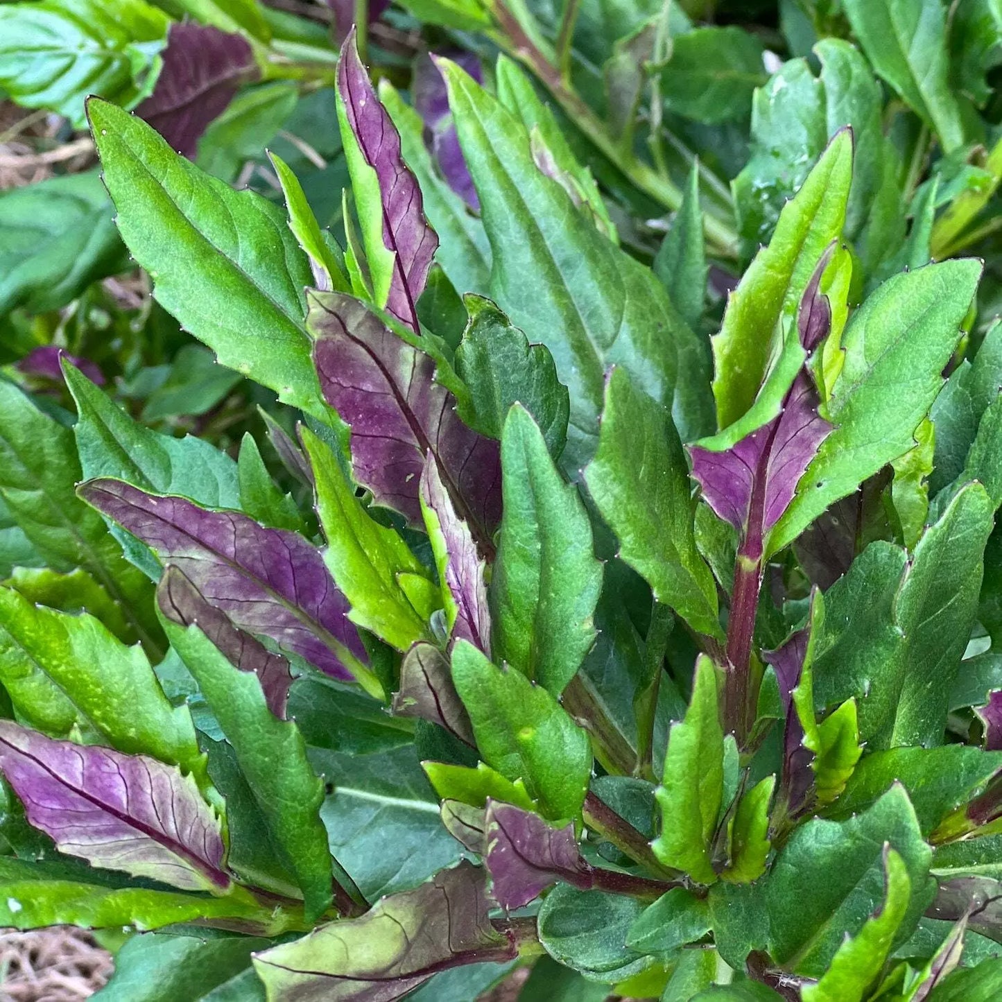 1PC Gynura crepioides OKINAWA SPINACH Plant