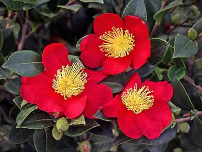 1 Yuletide Red Camellia Sasanqua - Starter Plant (4L)