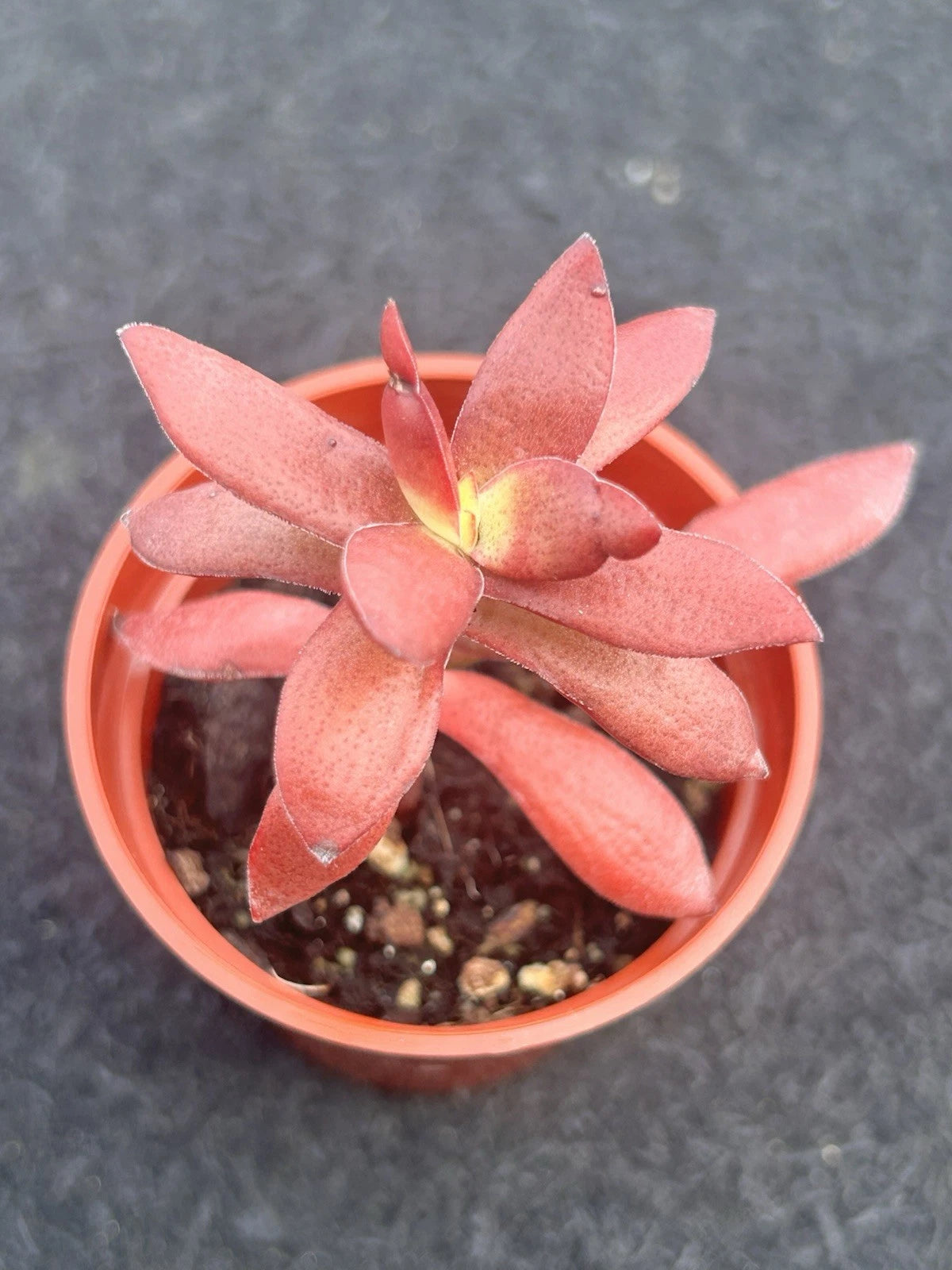 Crassula Rubricaulis 'Butterfly Bush' Succulent Plant - Fully Rooted in 2 Inch Pot - Ideal for Home or Office Decor