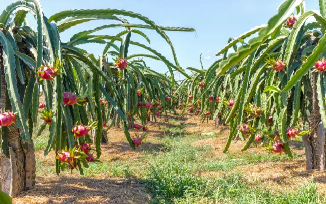 Dragon Fruit Cuttings 16-24" Asunta 2 (Hylocereus undatus) Organic Species for Home Garden