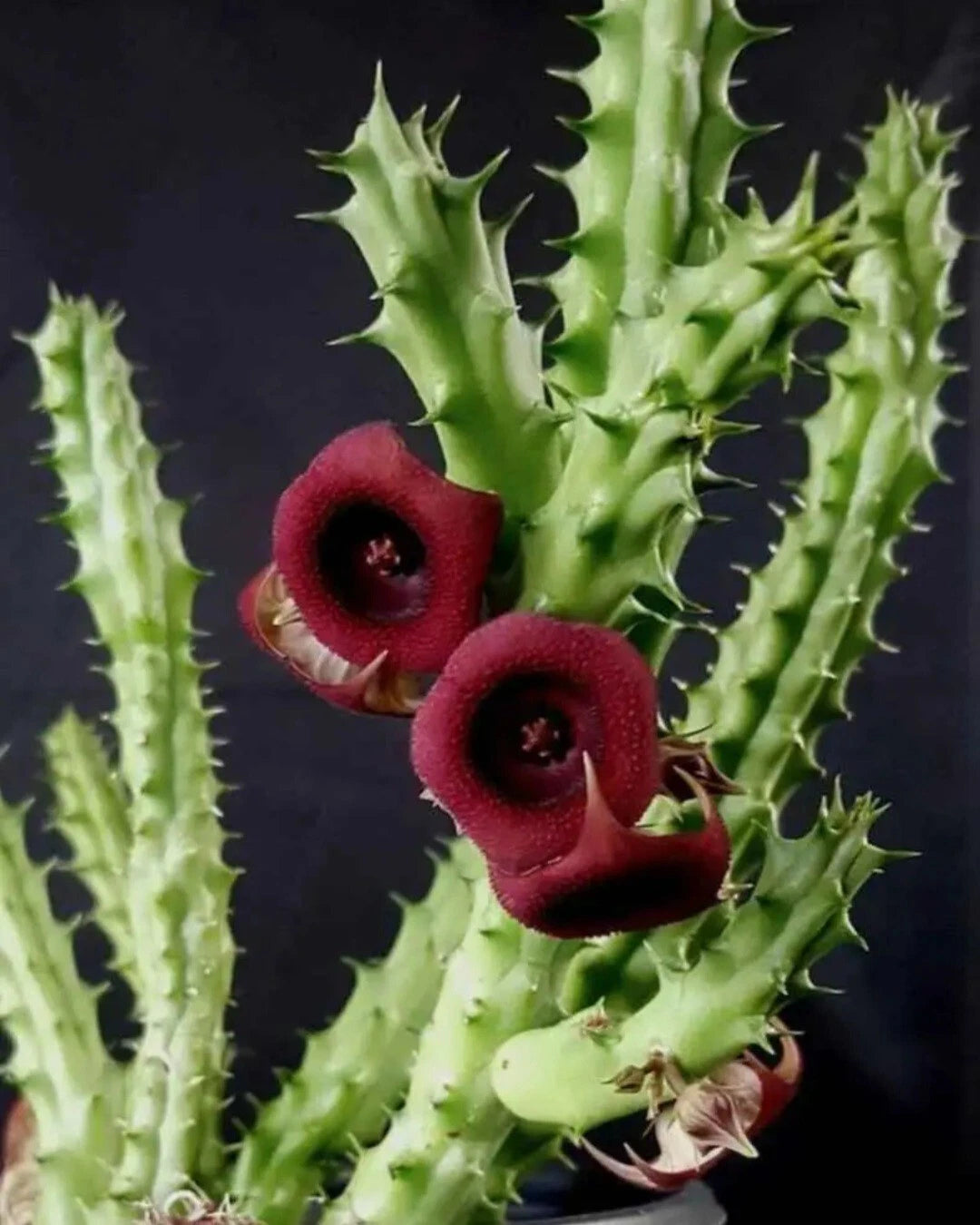 Huernia Schneideriana Red Dragon Succulent Plant Cuttings - Jeanne Gooseberry Edible Shrub - Live Rooted Plant for Zones 3-7