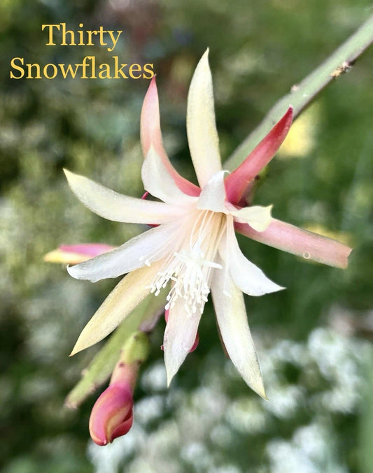 3 Epiphyllum Orchid Cactus Cuttings - 6-8” Snowflakes Succulents - Unrooted, Minor Blemishes - Ideal for Propagation