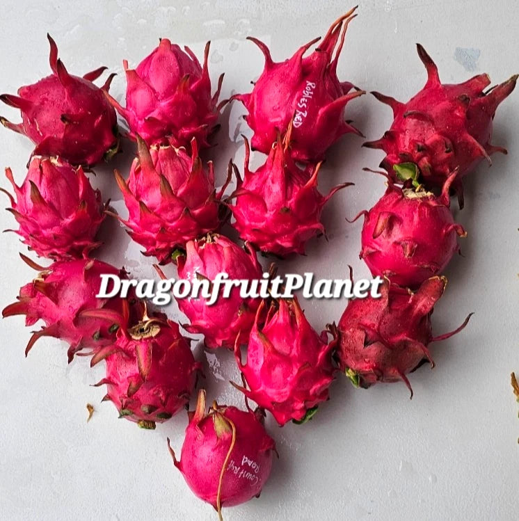 Dragon Fruit Cuttings 12-18 Inches Black Dragon Variety Hylocereus undatus - 20+ Varieties Available, Bare Root Shipping