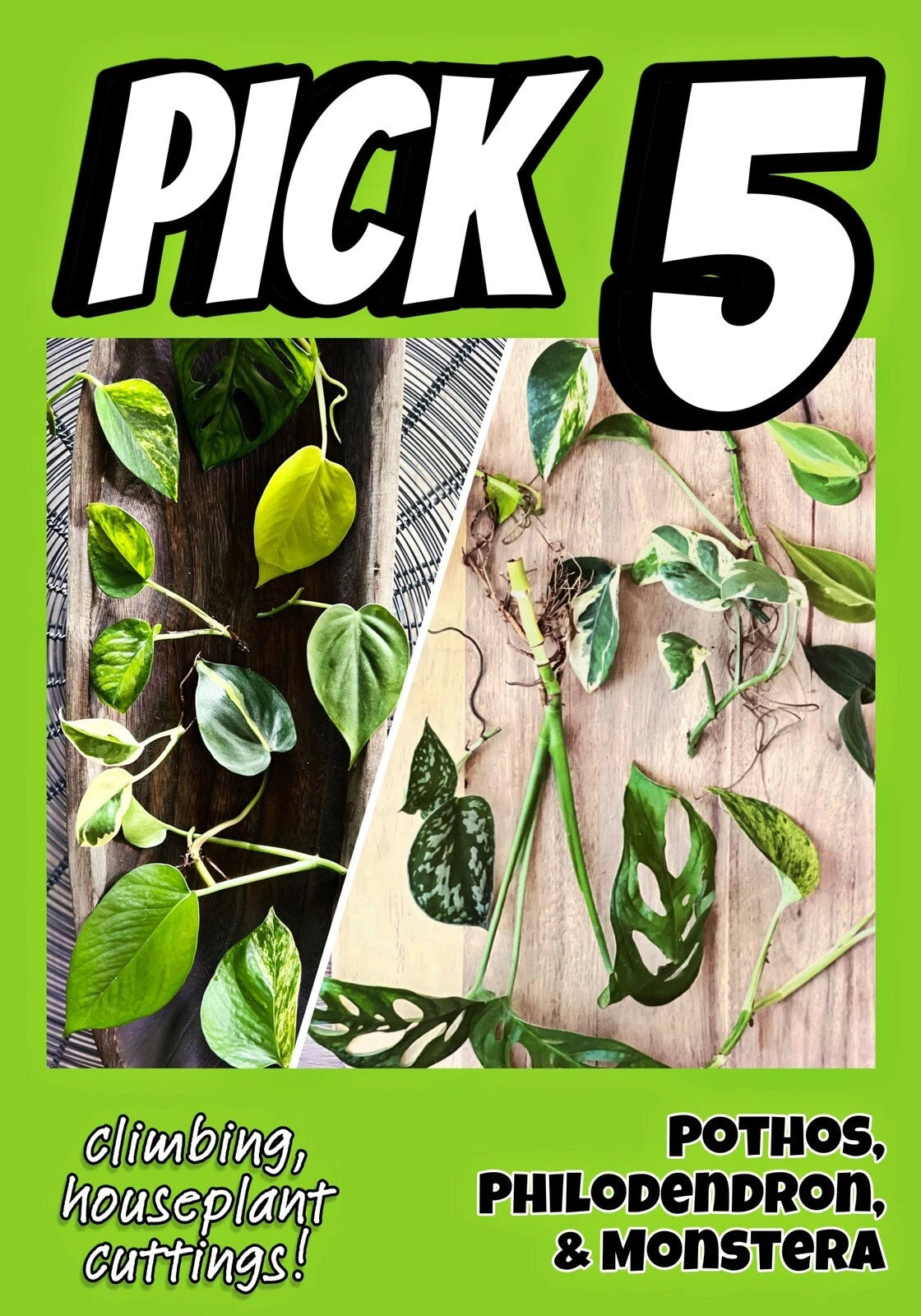 Houseplant Cuttings Bundle - 5 Fresh Vining Cuttings: Pothos, Philodendron, Monstera - Water Propagation, Epipremnum, Scindapsus, Philodendron