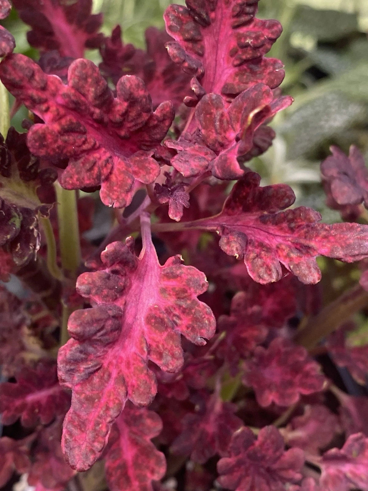 Live Rooted Black Dragon Coleus Cuttings - 2 Small Plants for Indoor/Outdoor - Coleus scutellarioides