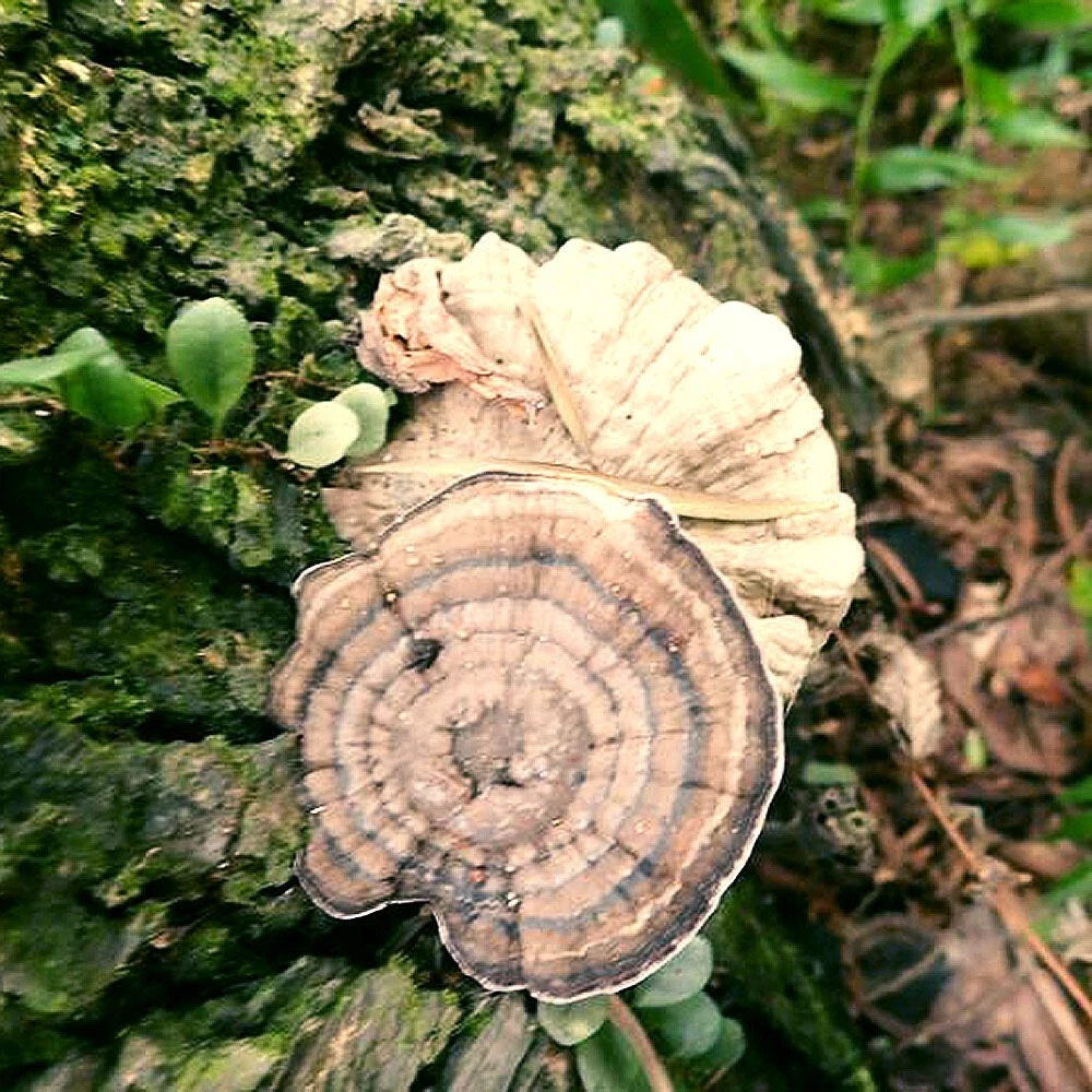 Liquid Culture Syringe 12cc - Ornament Polypore (Amauroderma rugosum) - Contaminant-Free Mycelium for Fungal Cultivation