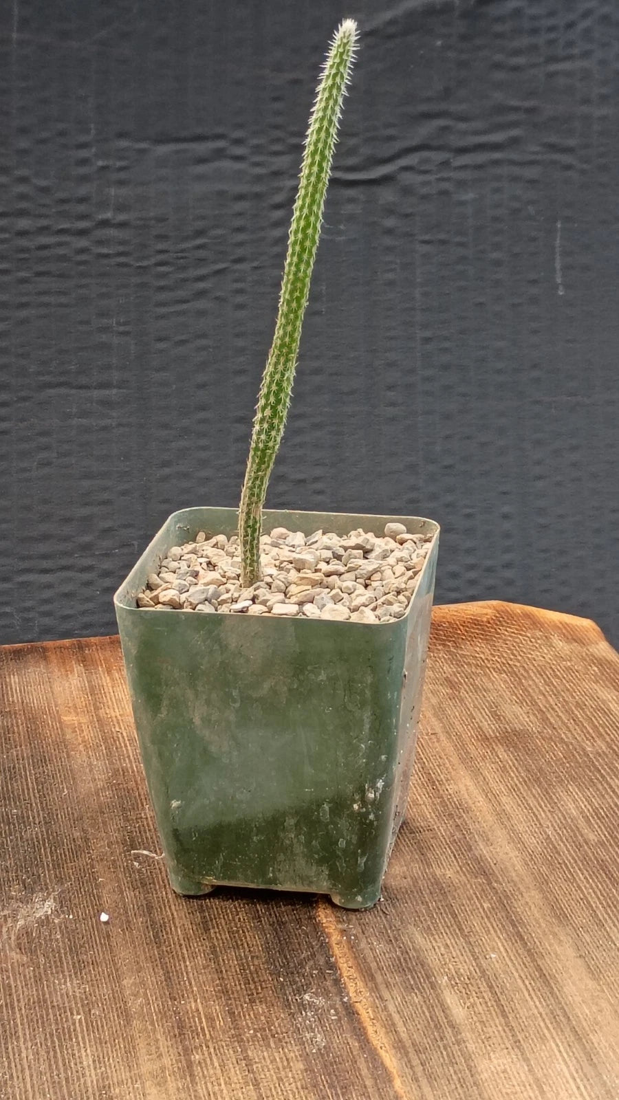 Wilcoxia Echinocereus poselgeri Purple Cactus - 3.25" Pot - Texas Native Succulent from Corpus Christi