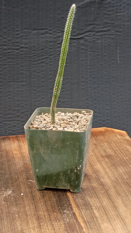 Wilcoxia Echinocereus poselgeri Purple Cactus - 3.25" Pot - Texas Native Succulent from Corpus Christi