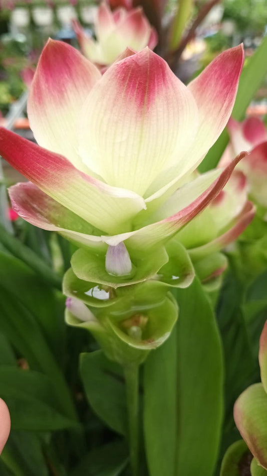 Yellow Siam Tulip Plant Babies - Curcuma Alismatifolia - 2 Bare Root Bulbs for Tropical Gardens