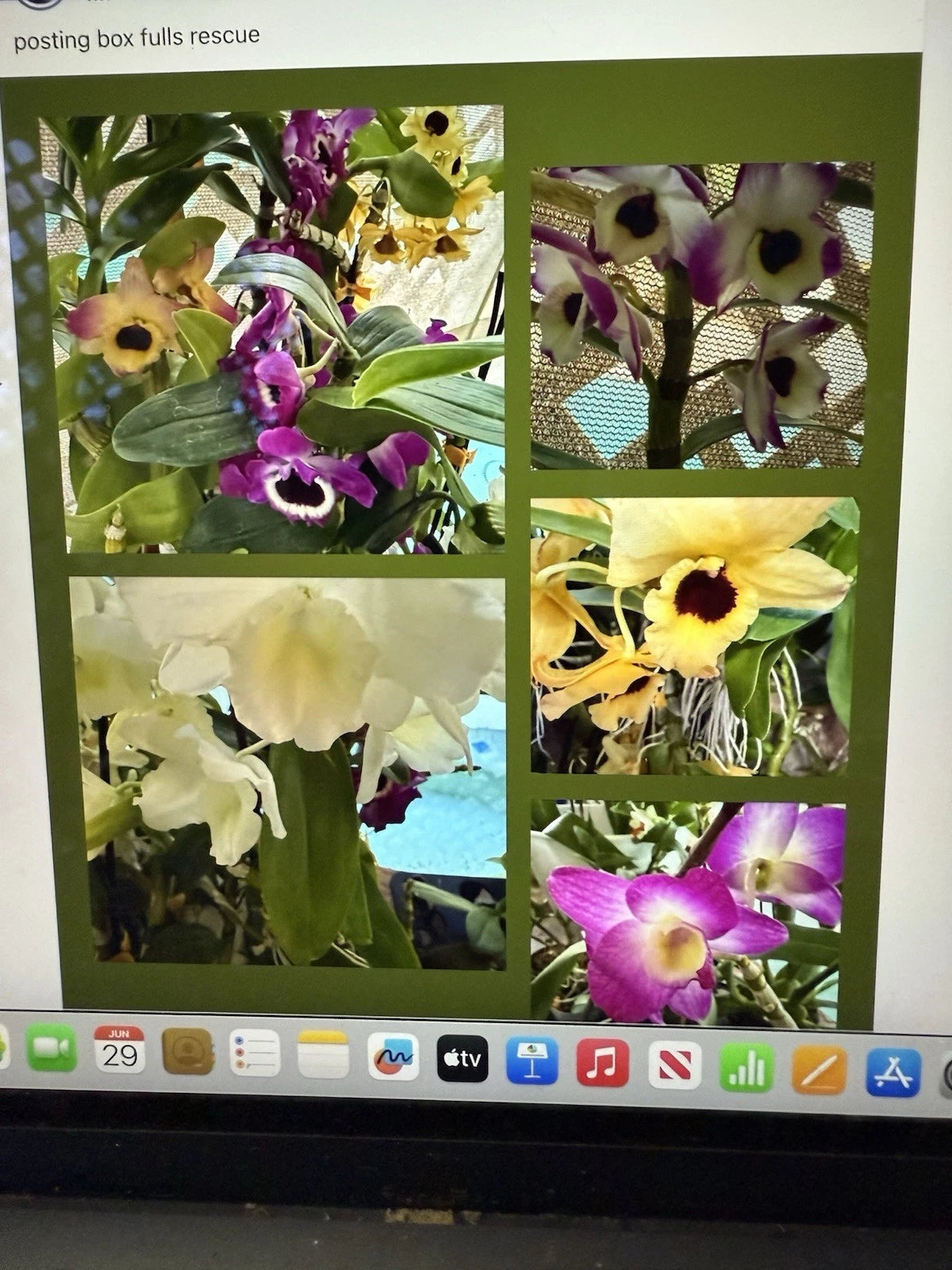 Dendrobium Orchid Plant - Bare Root - 1 Stem - Exotic Houseplant - Certified Grower - Perfect for Collectors
