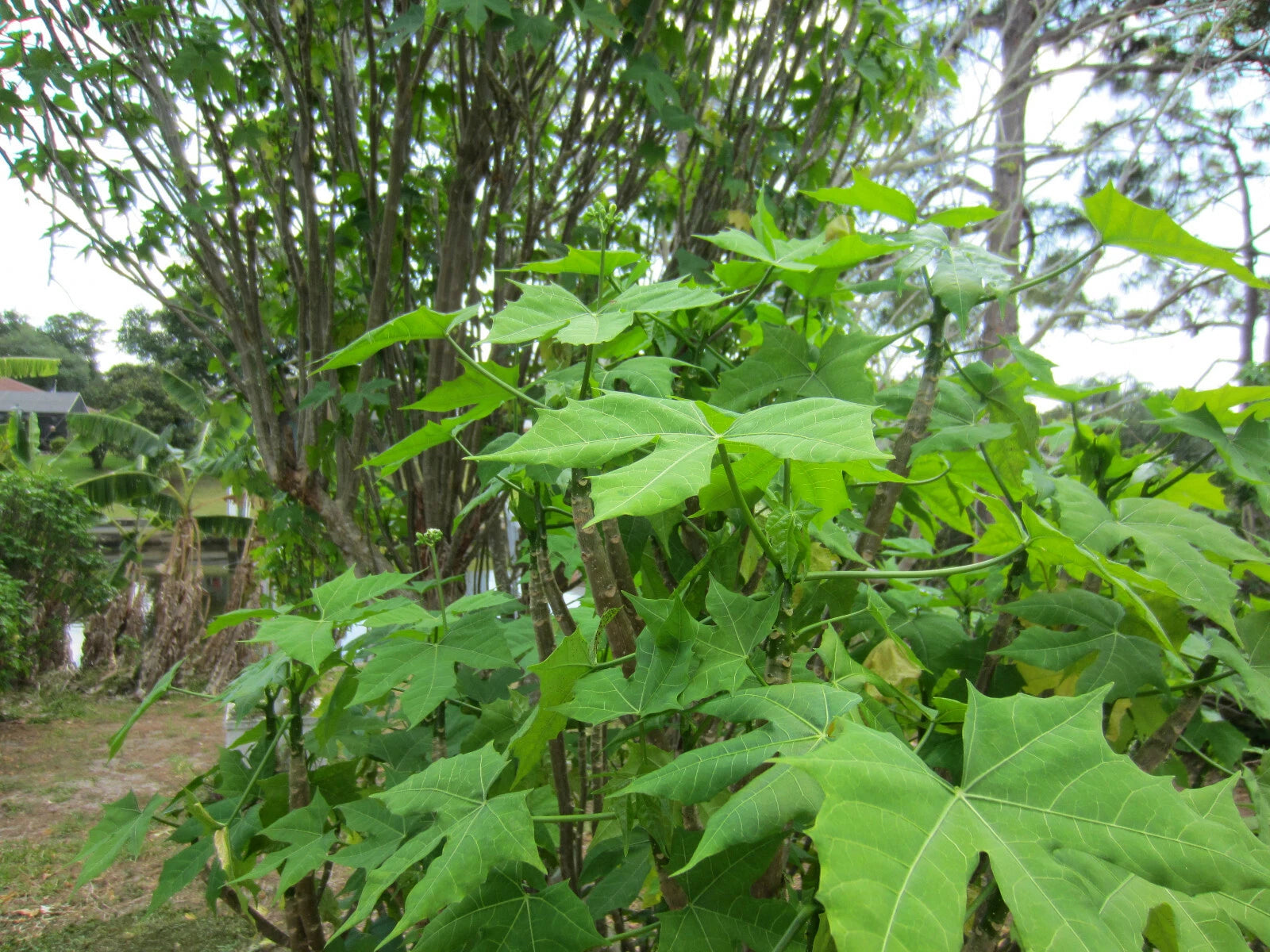 Chaya Cuttings (7-8 inch) Organic Spinach Tree, Non-Stinging Variety, Cnidoscolus chayamansa, from Southwest Florida