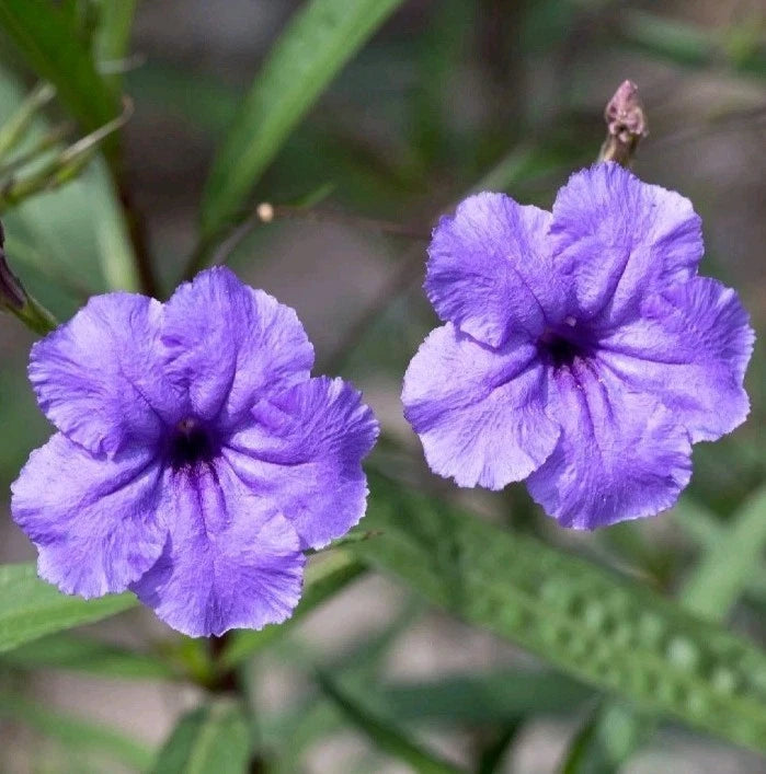 Purple Mexican Petunia Plants - 4 Rooted Plants, Vibrant Purple Flowers, Ruellia brittoniana