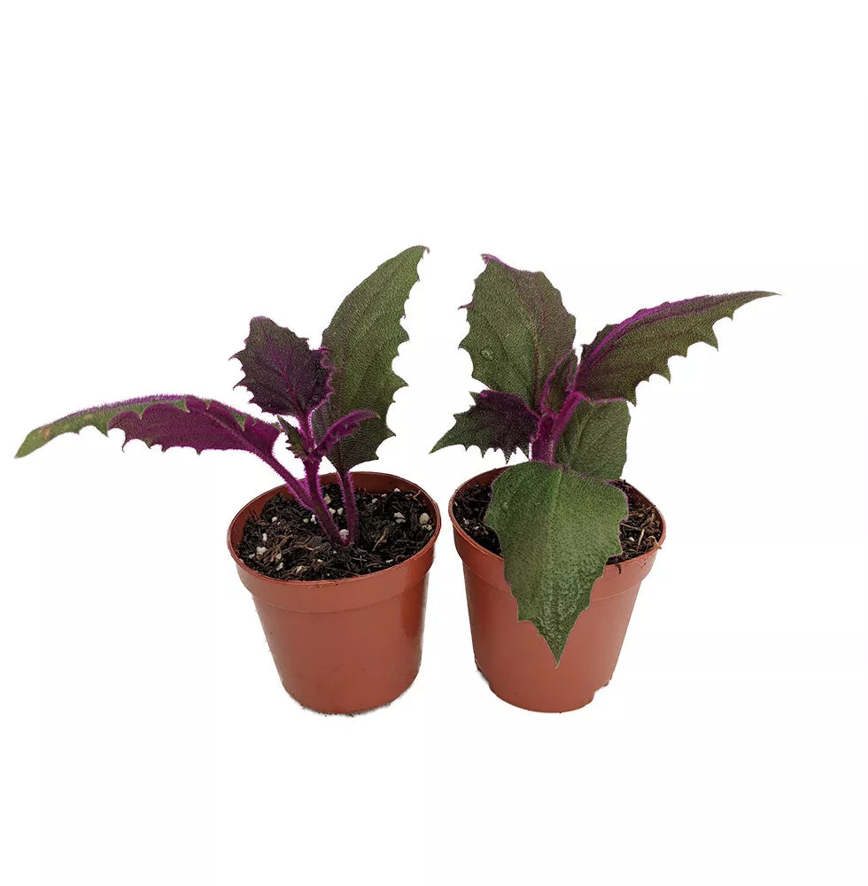 2 Live Plants 2" Pots Purple Passion EROTIC Gynura