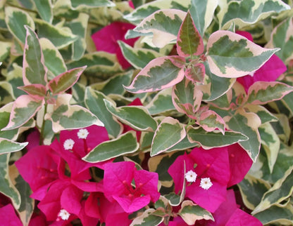 (1) Bougainvillea - 'Raspberry Ice' Live Plant