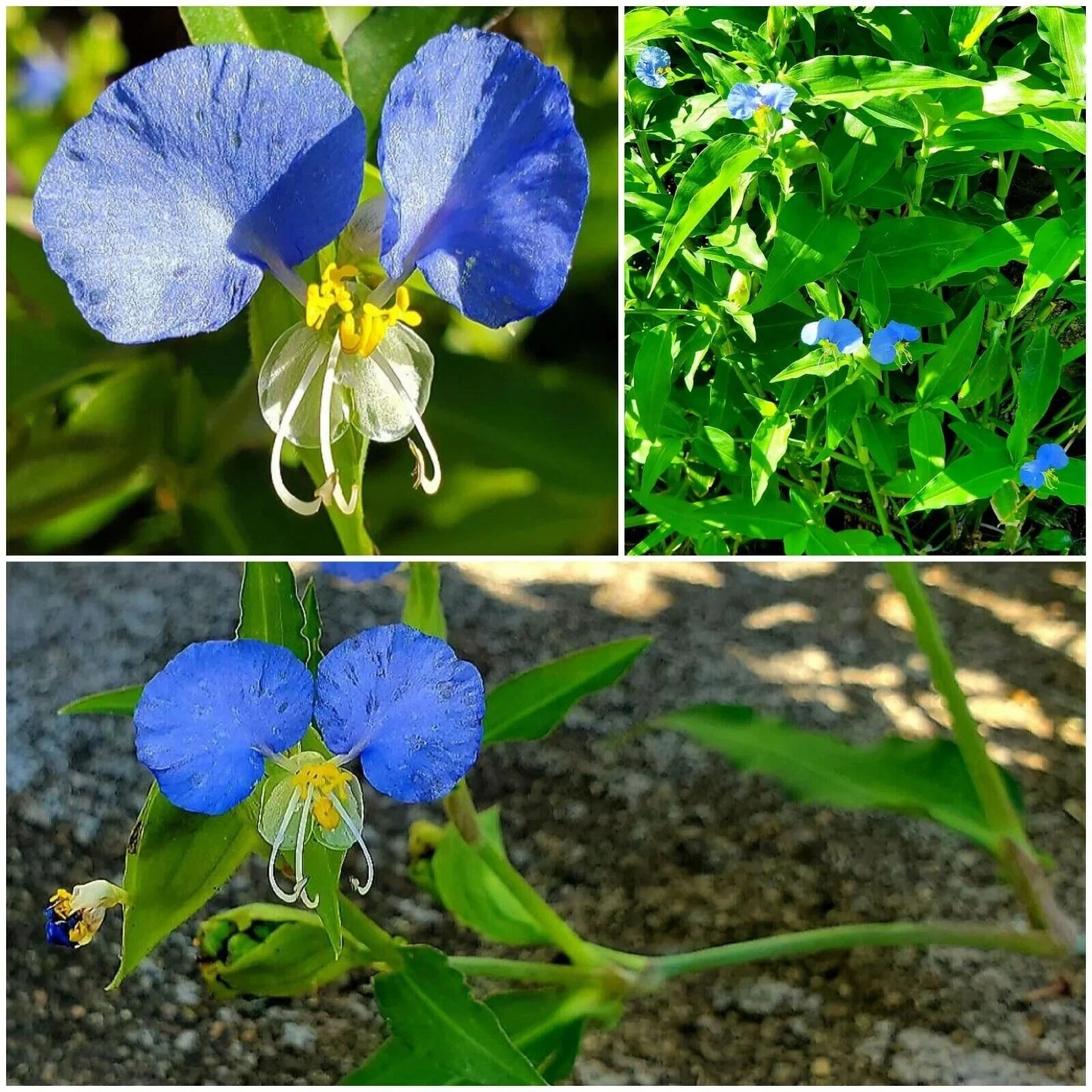 15 Spiderwort Day Lily Plants - Fresh Cuttings, Wandering Jew Blue, Easy Care - Tradescantia zebrina