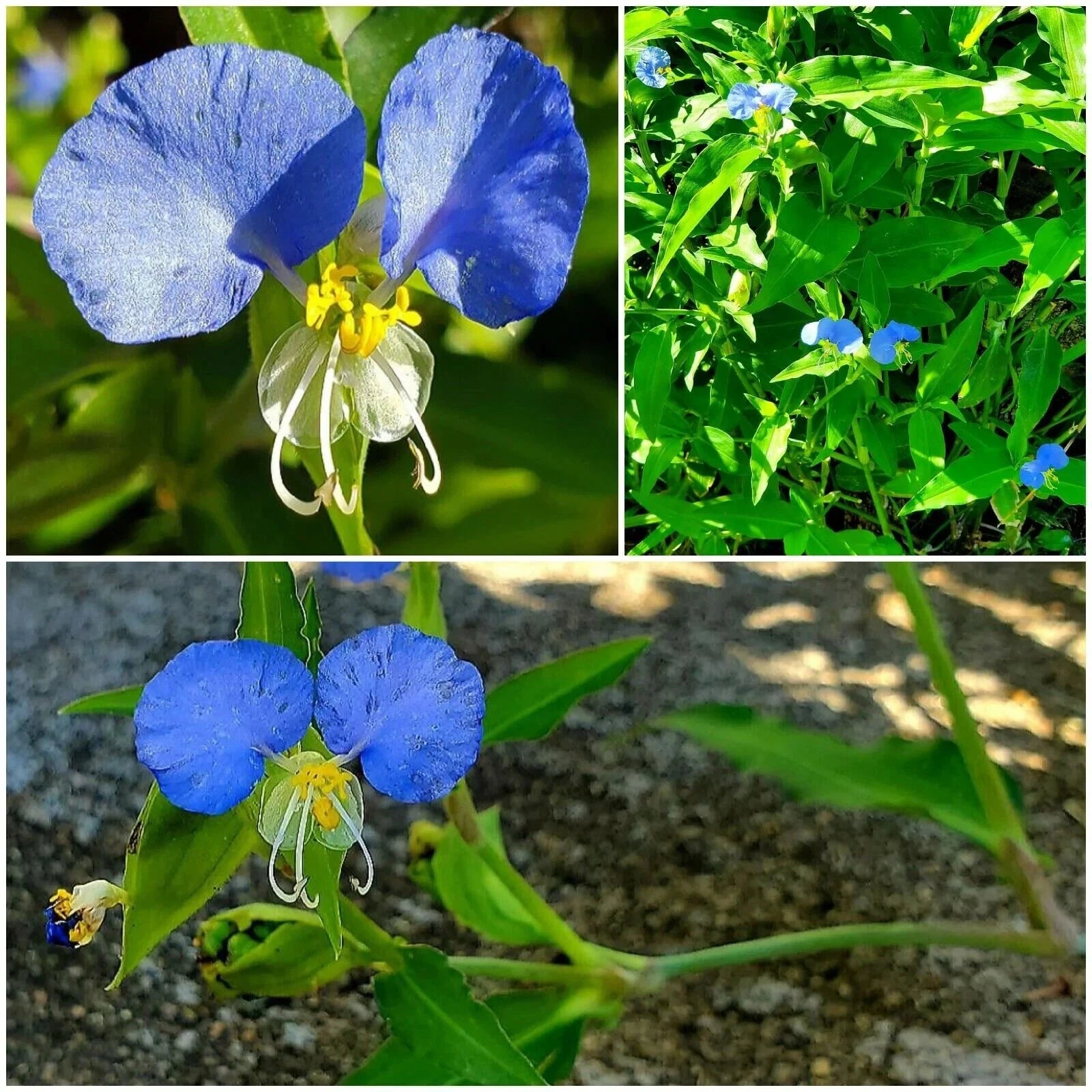 15 Spiderwort Day Lily Plants - Fresh Cuttings, Wandering Jew Blue, Easy Care - Tradescantia zebrina