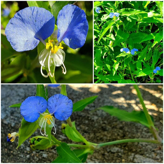 15 Spiderwort Day Lily Plants - Fresh Cuttings, Wandering Jew Blue, Easy Care - Tradescantia zebrina