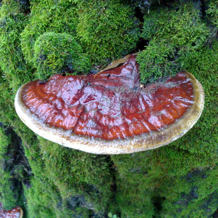 Red Reishi Liquid Culture Syringe 12cc - Ganoderma resinaceum - Medicinal Mushroom Cultivation