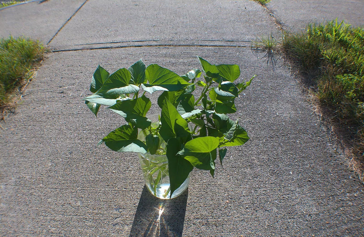 Rooted Okinawan Sweet Potato Cuttings 6" Long - White Skin Purple Flesh (Ipomoea batatas) - Organic Summer 2025 Garden Slips