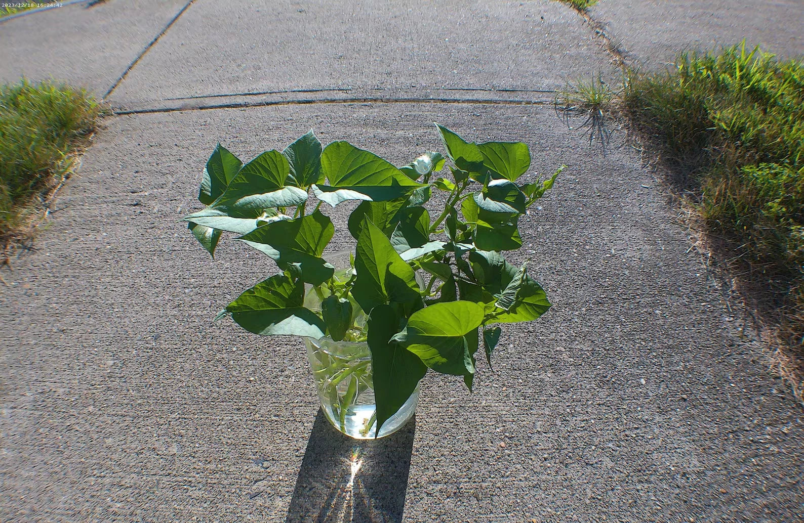 Rooted Okinawan Sweet Potato Cuttings 6" Long - White Skin Purple Flesh (Ipomoea batatas) - Organic Summer 2025 Garden Slips
