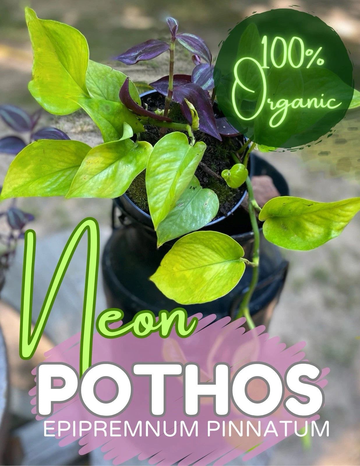 Neon Pothos Cutting - Live Organic Devils Ivy - Pothos N'Joy - Epipremnum aureum - Fast Free Shipping