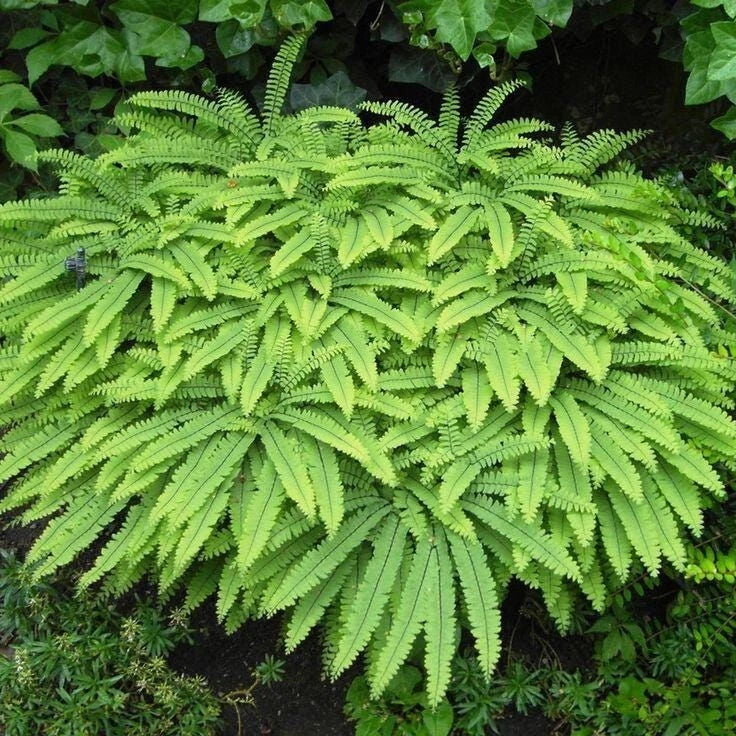 Northern Maidenhair Fern | Bare-root | Adiantum pedatum | Delicate Fronds, Black Stems, Burgundy Fiddleheads
