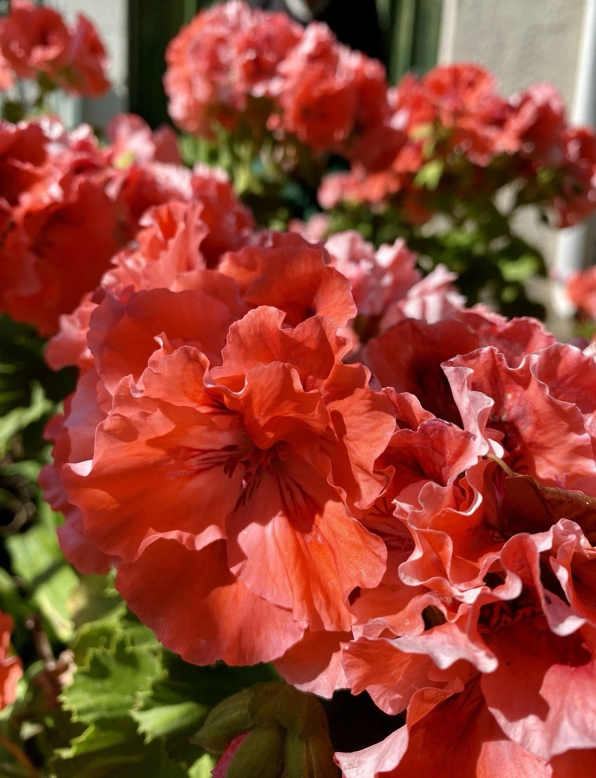 Geranium Cuttings 5-Inch Double Red/Orange Pelargonium for Rooting - Fresh Healthy Plant Cuttings for Garden & Home Decor