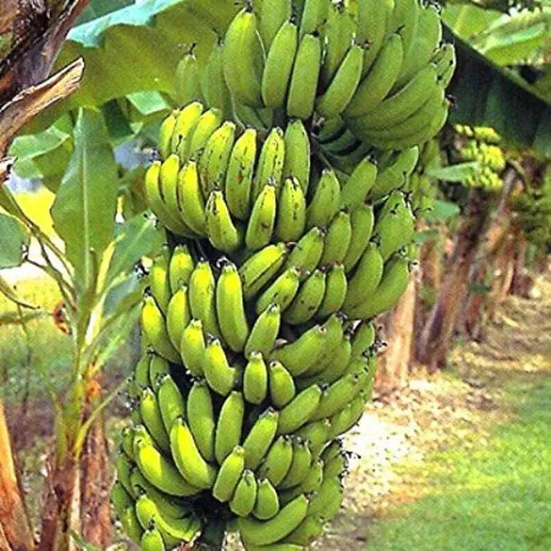Gran Nain Banana Starter Plant - Musa acuminata - Rooted Baby Plant for Home Gardening - Popular Store Variety