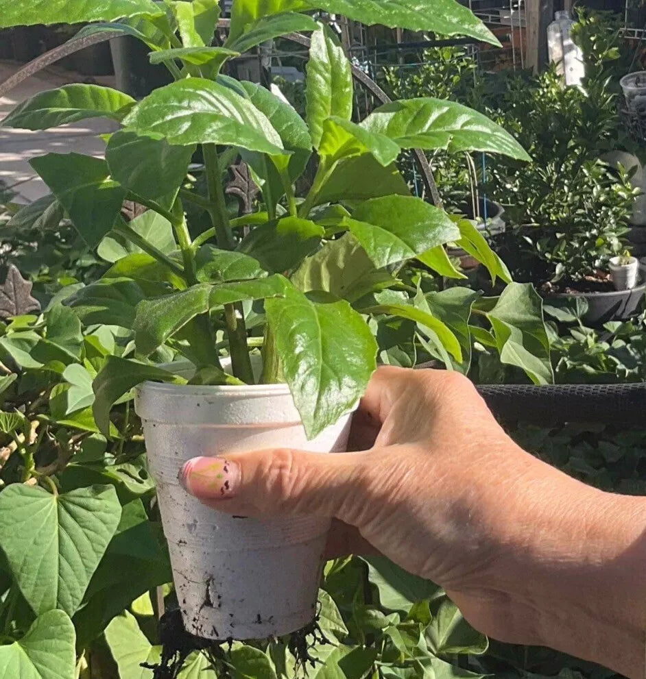 3 Plants Longevity Spinach - Gynura procumbens In A Cup