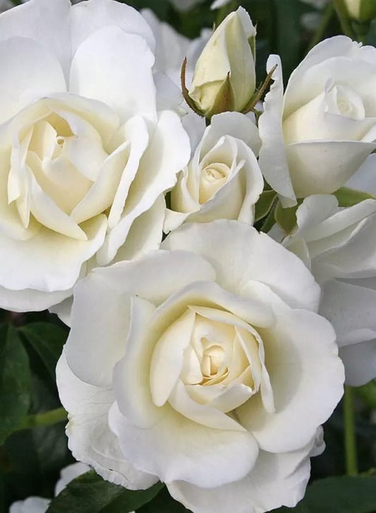 3 White Rose Flower Perennial Shrub CUTTINGS 5-8"