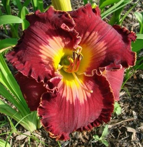 Daylily Live Plant - Spacecoast Velvet Valentine - Velvet Purple Red - Hemerocallis Kinnebrew-J. - Early Season Rebloomer