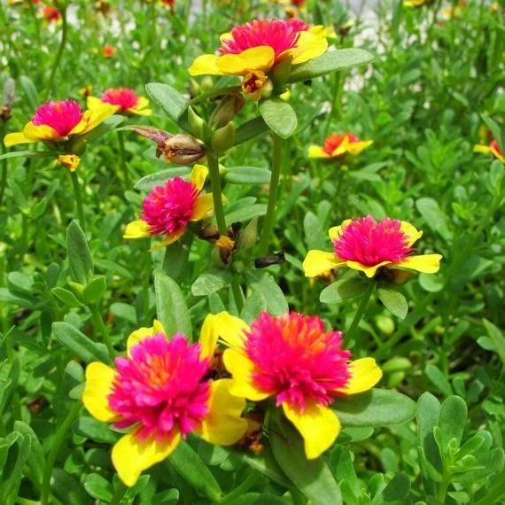 6 Cuttings Fairy Princess Purslane - Hot Pink & Yellow Blooms - Easy to Grow - Portulaca grandiflora - Fresh from Florida
