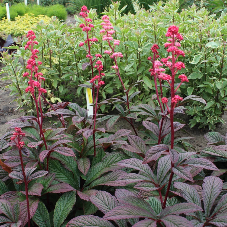 Rodgersia Starter Plant 2.5" Pot Bronze Peacock Thick Glossy Leaves (Rodgersia aesculifolia)