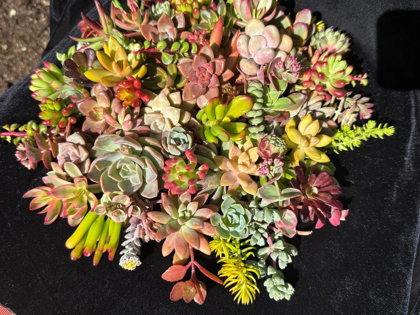 20 Succulent Cuttings Bundle - Colorful Varieties - Healthy Plants for Propagation - Ideal for DIY Projects - Organic Soil Grown