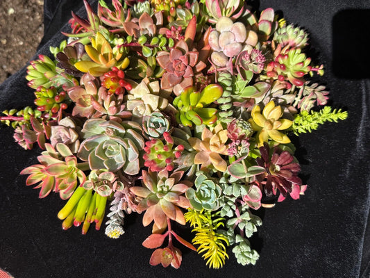 20 Succulent Cuttings Bundle - Colorful Varieties - Healthy Plants for Propagation - Ideal for DIY Projects - Organic Soil Grown