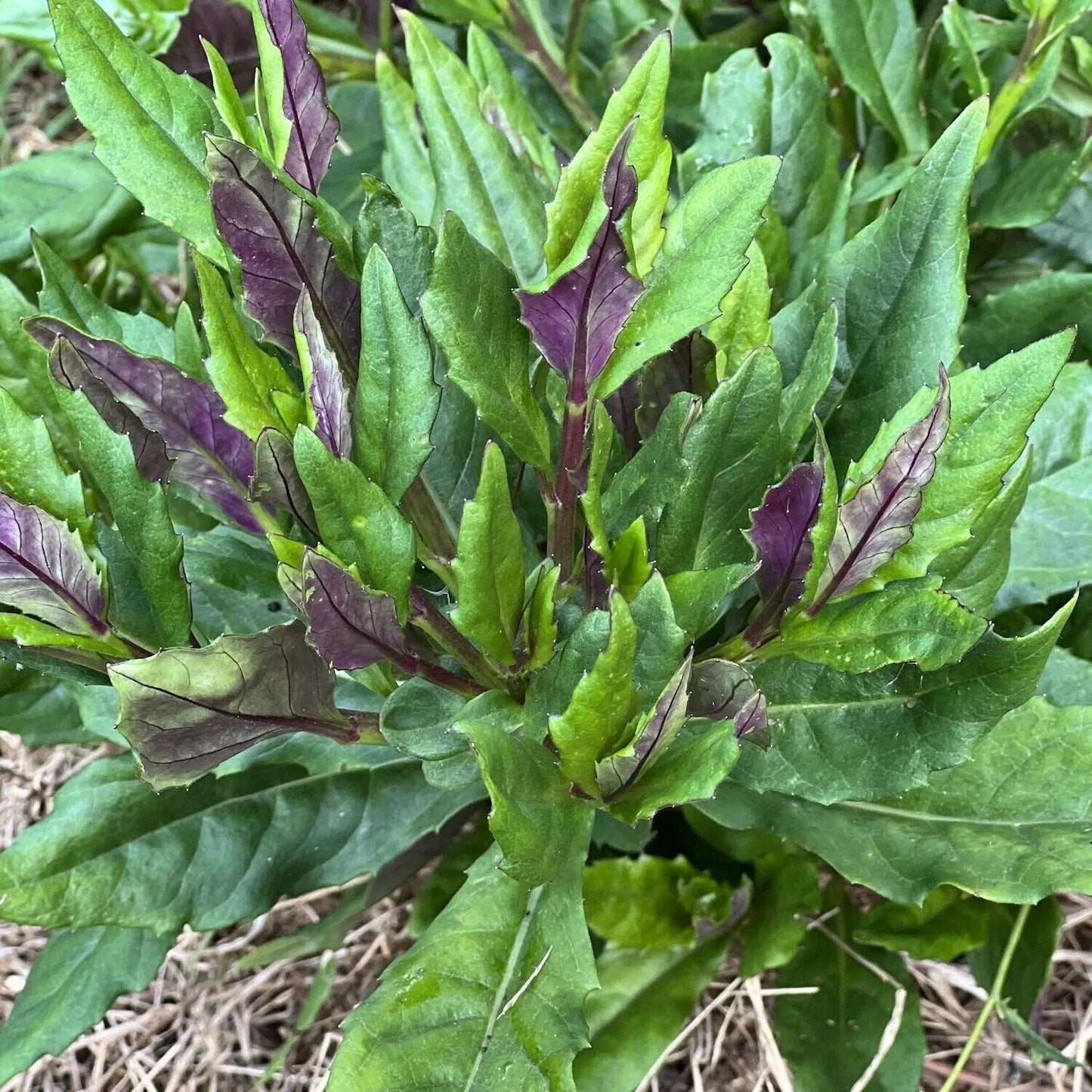 1pc Okinawa Spinach Gynura crepioides Live Plant