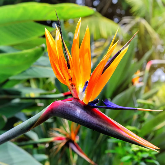 1pc 8in Bird of Paradise Orange Flower Strelitzia Live Plant