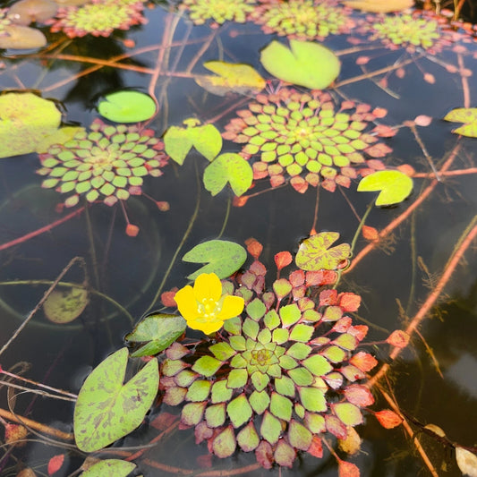 4 Water Mosaic Plant Cuttings - Floating Shallow Water Plant - Hydrocleys nymphoides