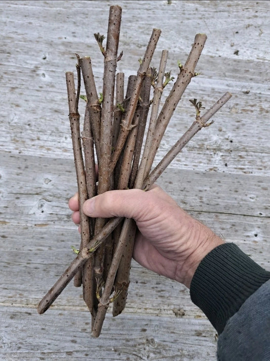 5 American Elderberry Cuttings - Black Edible Plants - Sambucus canadensis - Fast-Growing Perennial for Indoor Gardening