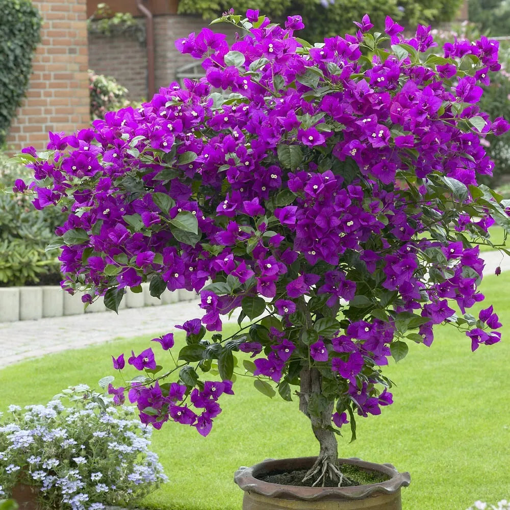 1pc Well Rooted VIOLET Live Bougainvillea starter/plug plant