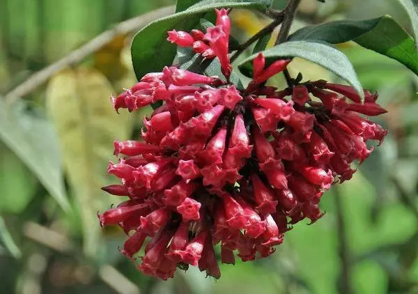 10 Seeds Cestrum elegans | Bastard Jasmine | Red Cestrum