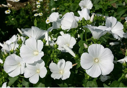 25+ SNOW WHITE GIANT HARDY HIBISCUS Seeds