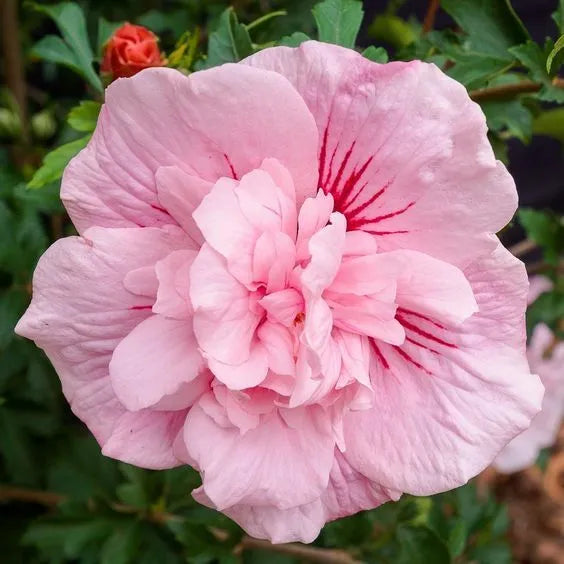 20 Double Light Pink Hibiscus Flower Seeds Perennial