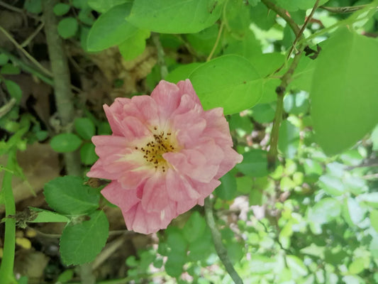 Wild Pink Miniature Double Rose Live Plant Bare Root 6-12 inches