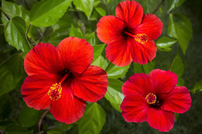 10 LUNA RED HARDY HIBISCUS Moscheutos Flower Small Bush Seeds