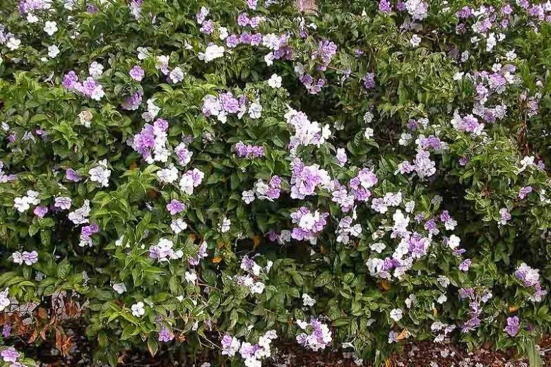 Brunfelsia grandiflora Cutting - Authentic Chiric Sanango - Master Plant from Amazon - Spiritual Healing & Guidance