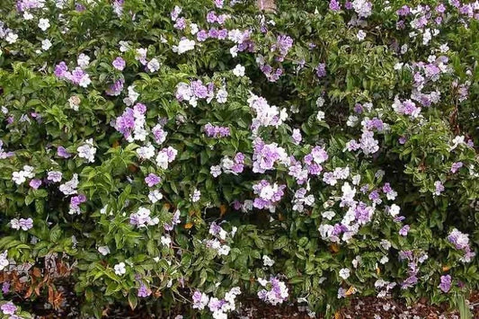 Brunfelsia grandiflora Cutting - Authentic Chiric Sanango - Master Plant from Amazon - Spiritual Healing & Guidance